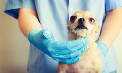 Imagem de cachorro sendo atendido por profissional da veterinária; Petlove cresce no mercado de saúde pet