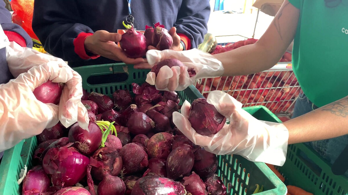 Close em pessoas selecionando cebolas roxas para redistribuição na Connecting Food
