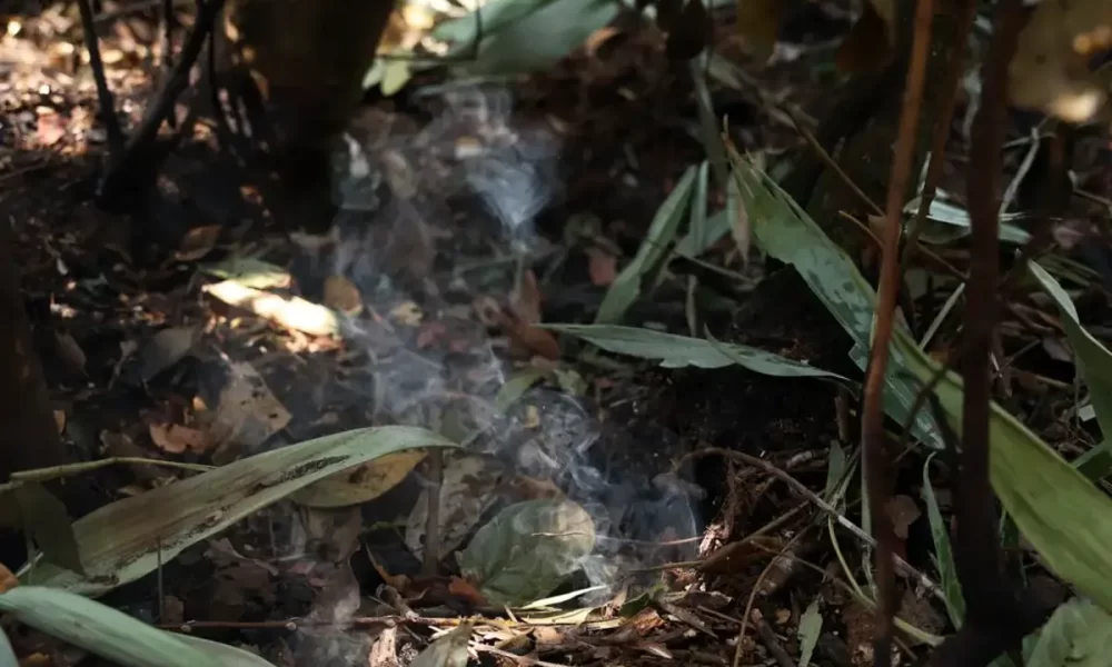 Vegetação após incêndios no Parque Nacional em Brasília.