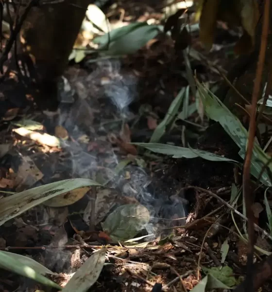 Vegetação após incêndios no Parque Nacional em Brasília.