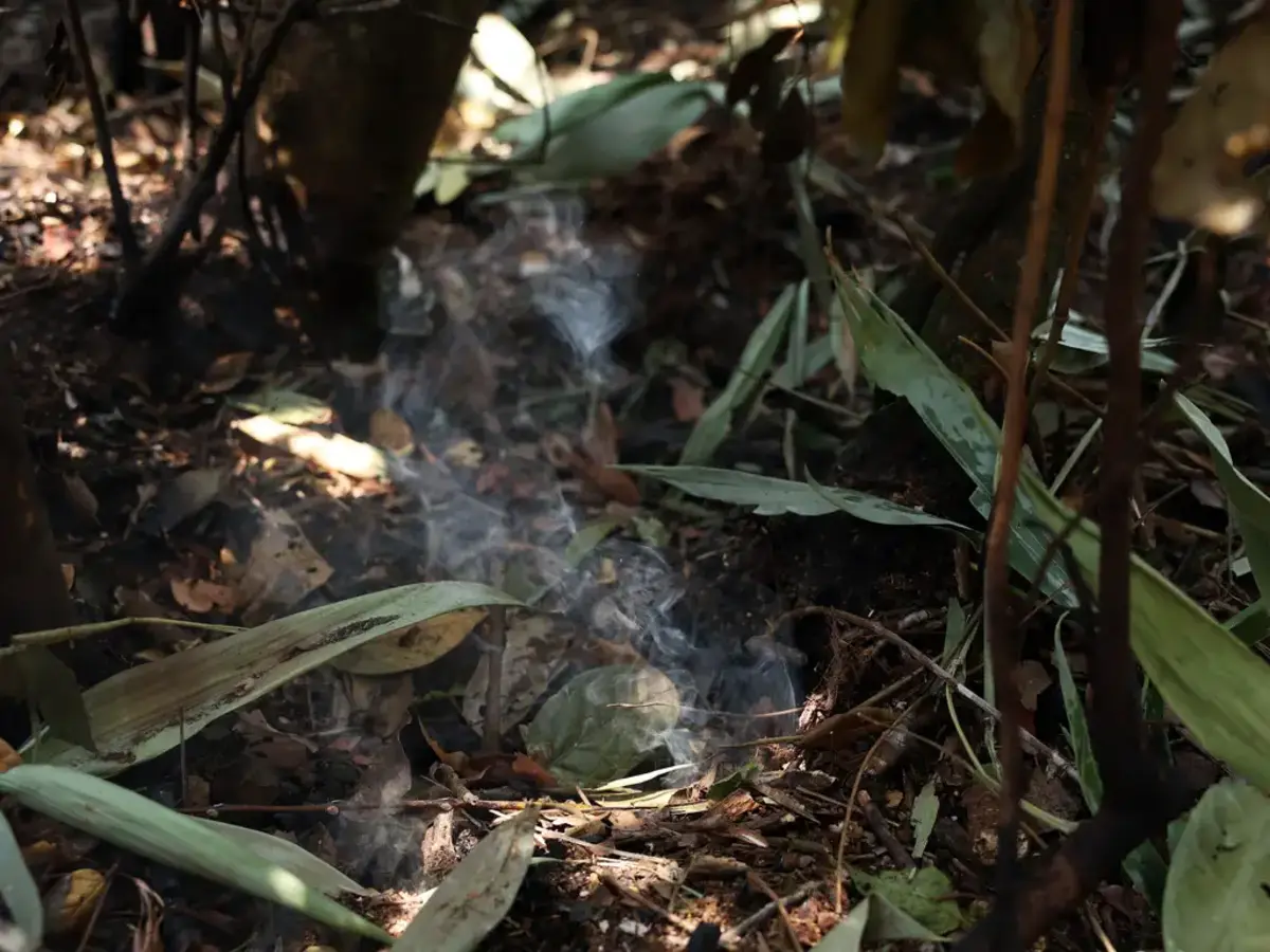 Vegetação após incêndios no Parque Nacional em Brasília.