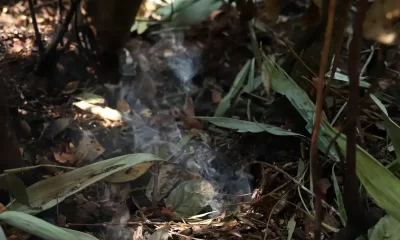 Vegetação após incêndios no Parque Nacional em Brasília.