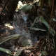 Vegetação após incêndios no Parque Nacional em Brasília.