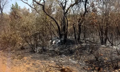 Vegetação após queimada no Parque Nacional em Brasília