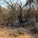 Vegetação após queimada no Parque Nacional em Brasília