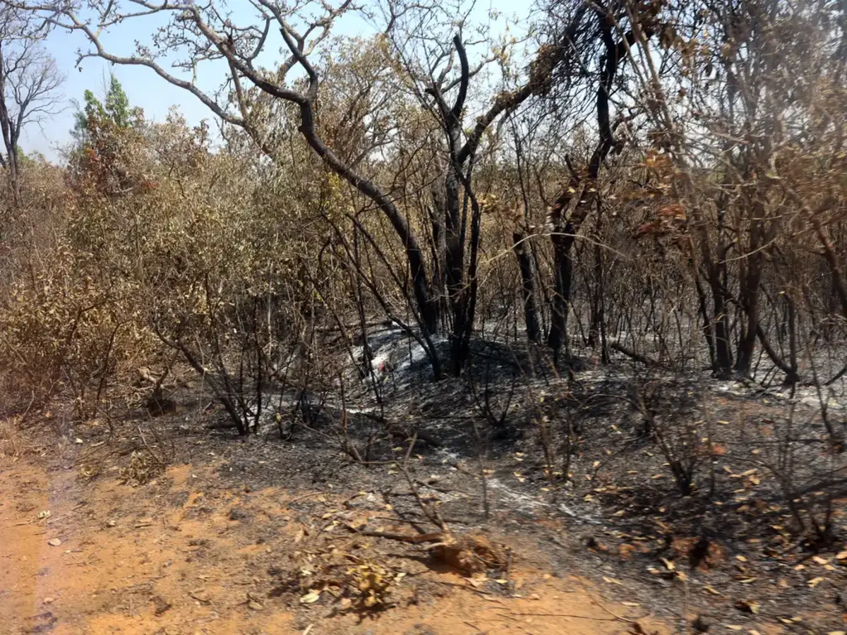 Vegetação após queimada no Parque Nacional em Brasília